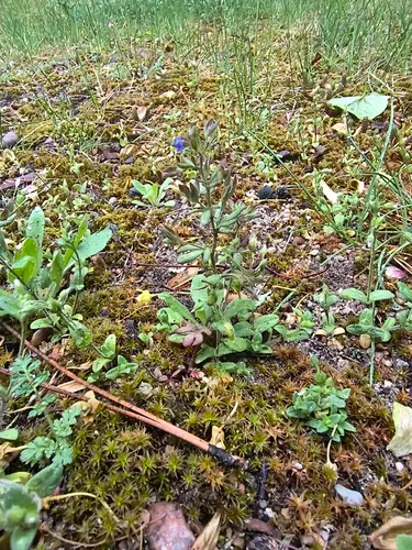 Finger Speedwell — photo by luk_k