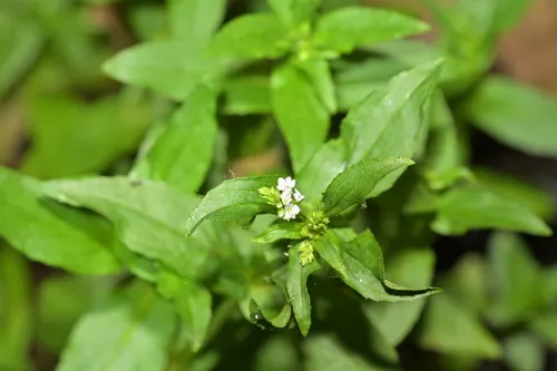 Undulate Speedwell — photo by 红梅