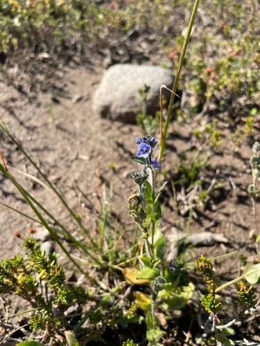 American Alpine Speedwell