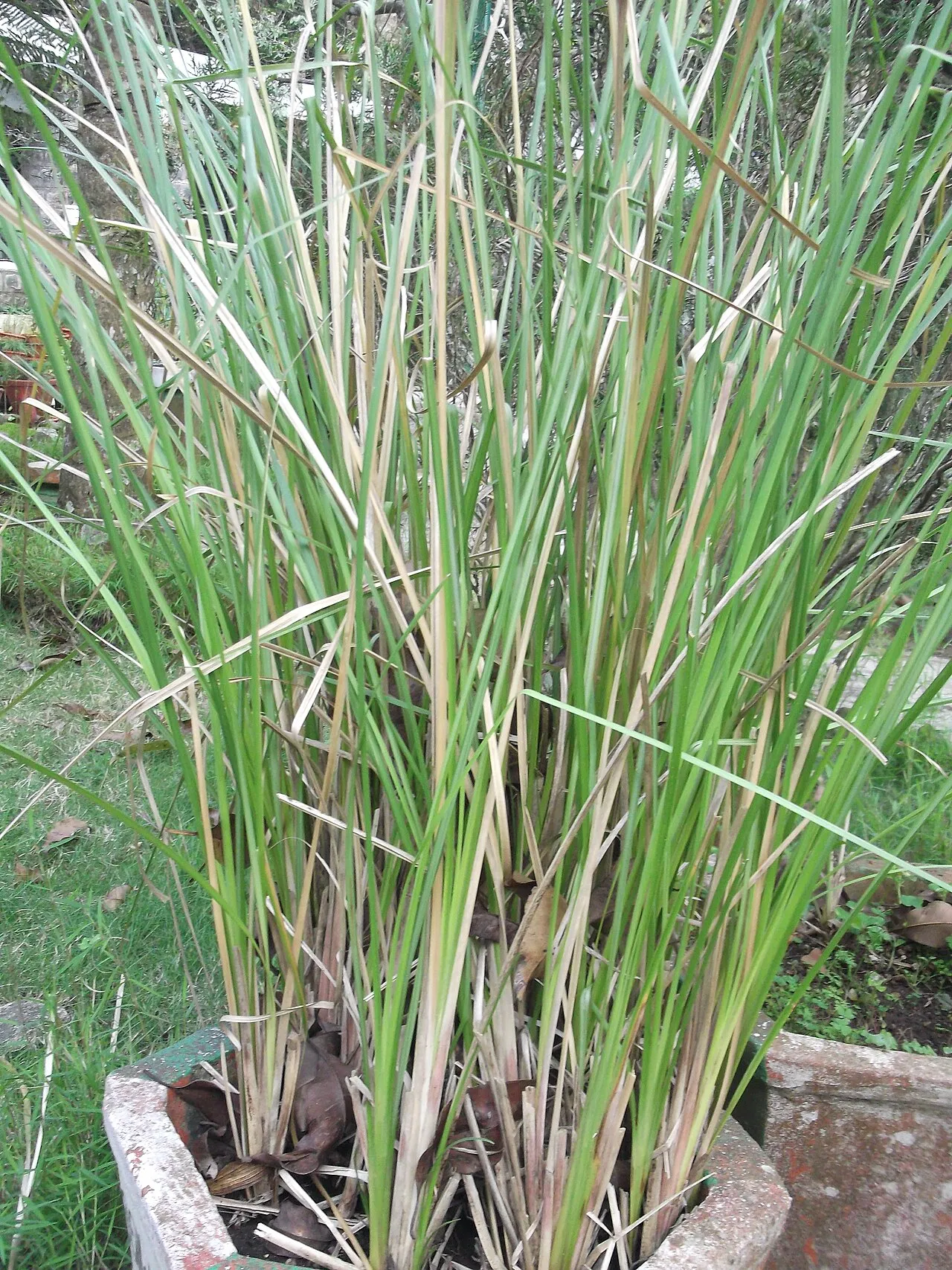 Vetivergrass — photo by Yercaud-elango