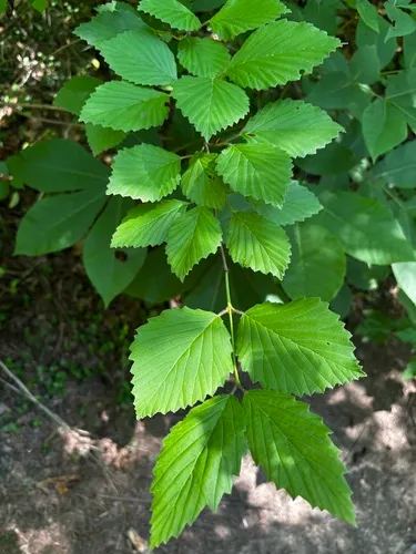 Alabama Arrowwood