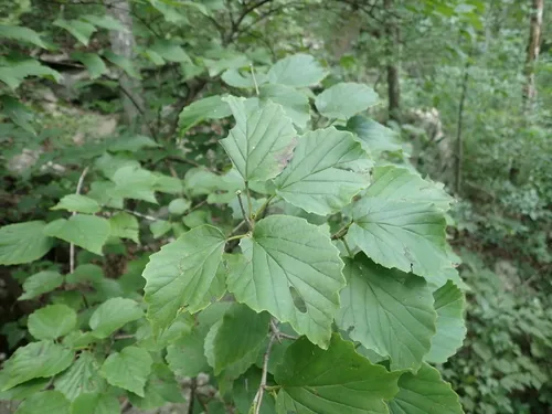 Bracted Arrowwood