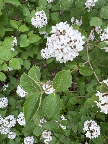 Koreanspice Viburnum — photo by Simon M Bell