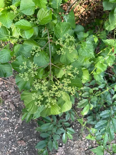 Linden Arrowwood — photo by dan12345