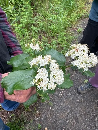 Common Viburnum