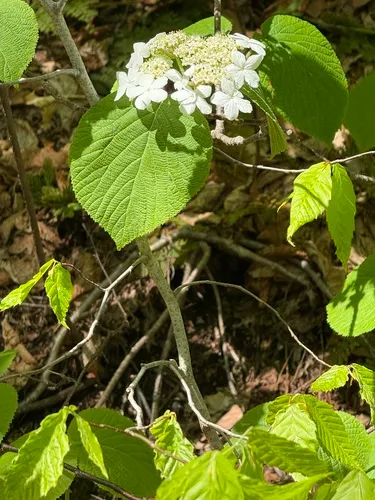 Hobblebush