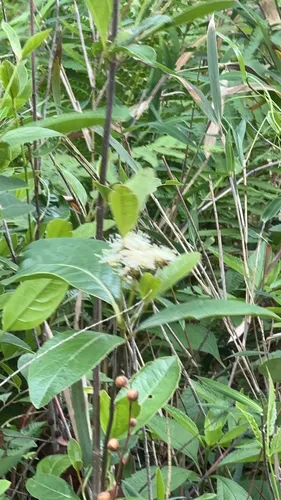 Possumhaw