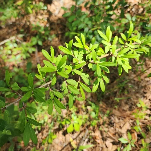 Small-leaf Arrowwood — photo by dakoda