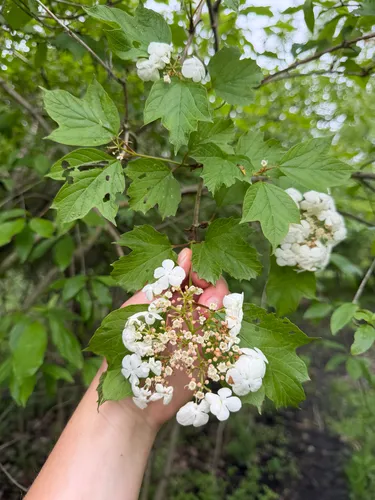 European Cranberrybush — photo by Megan