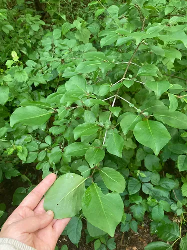 Blackhaw