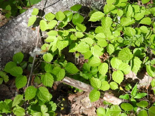 Downy Arrowwood