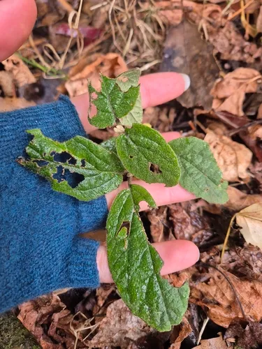 Leatherleaf Arrowwood — photo by Alicia Russell-Jones