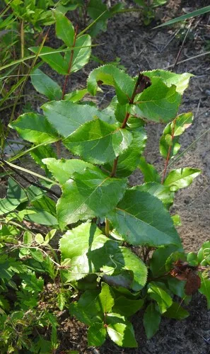 Rusty Blackhaw — photo by saltyhiker