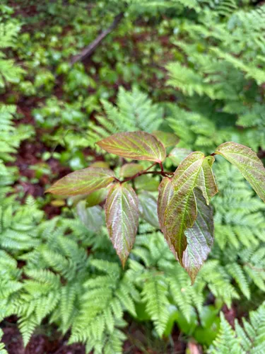 Tea Viburnum — photo by dan12345