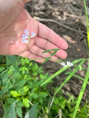 Fourleaf Vetch