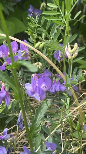 American Vetch