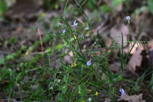 Oneflower Vetch — photo by josefwirth