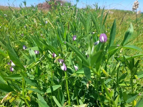 Bithynian Vetch — photo by Flavien Saboureau