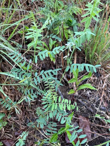 Carolina Vetch