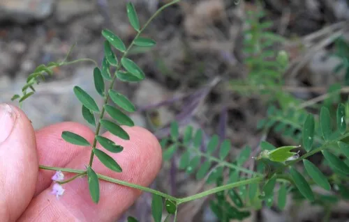 European Vetch — photo by marcienne