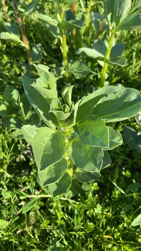 Fava Bean — photo by russellarnott