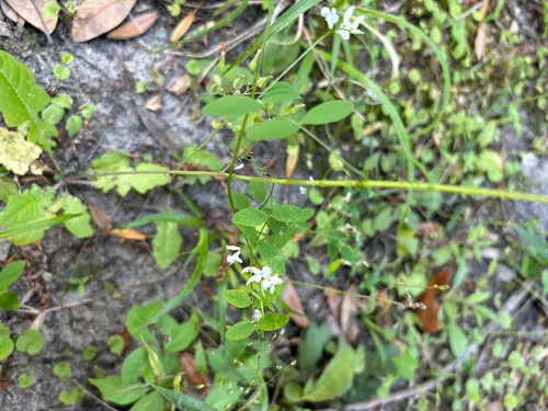 Florida Vetch