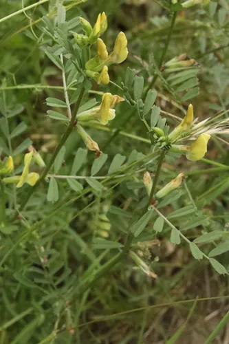 Large Yellow Vetch — photo by Sepp Schmid