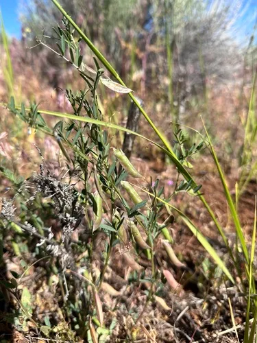 Hasse's Vetch — photo by Leah Gardner