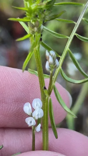 Tiny Vetch — photo by Sarah L Larson