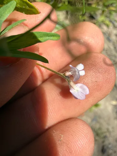 Louisiana Vetch — photo by Caleb Martinez