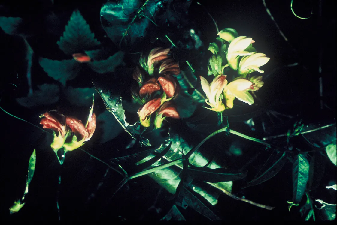 Hawai'i Vetch