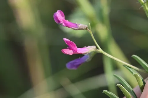 Barn Vetch — photo by Antoine Thivolle
