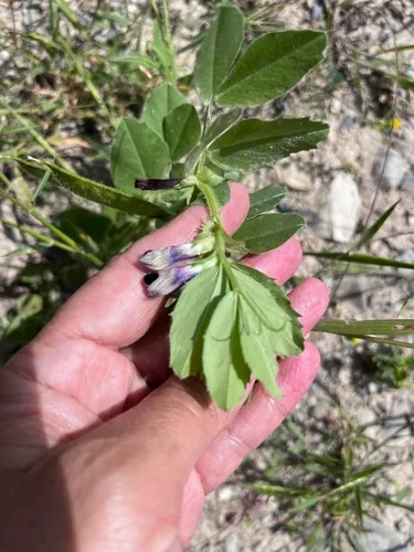 Purple Broad Vetch — photo by Наталья Пикалова
