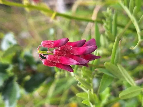 Black Vetch