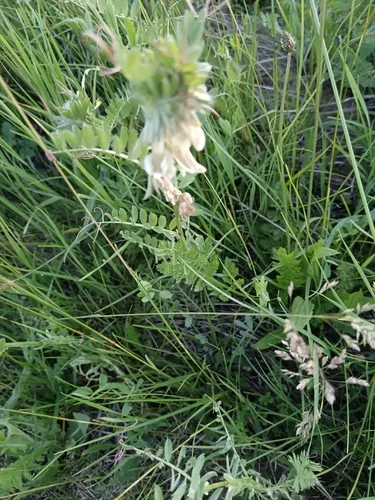 Hungarian Vetch — photo by agyagfalva_6b_bence
