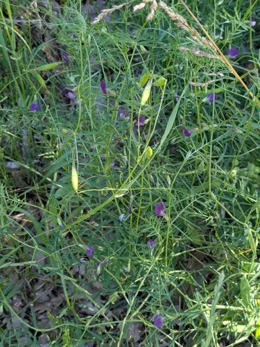 Wandering Vetch — photo by mircogruppi