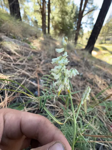 Sweetclover Vetch — photo by Anders Hastings