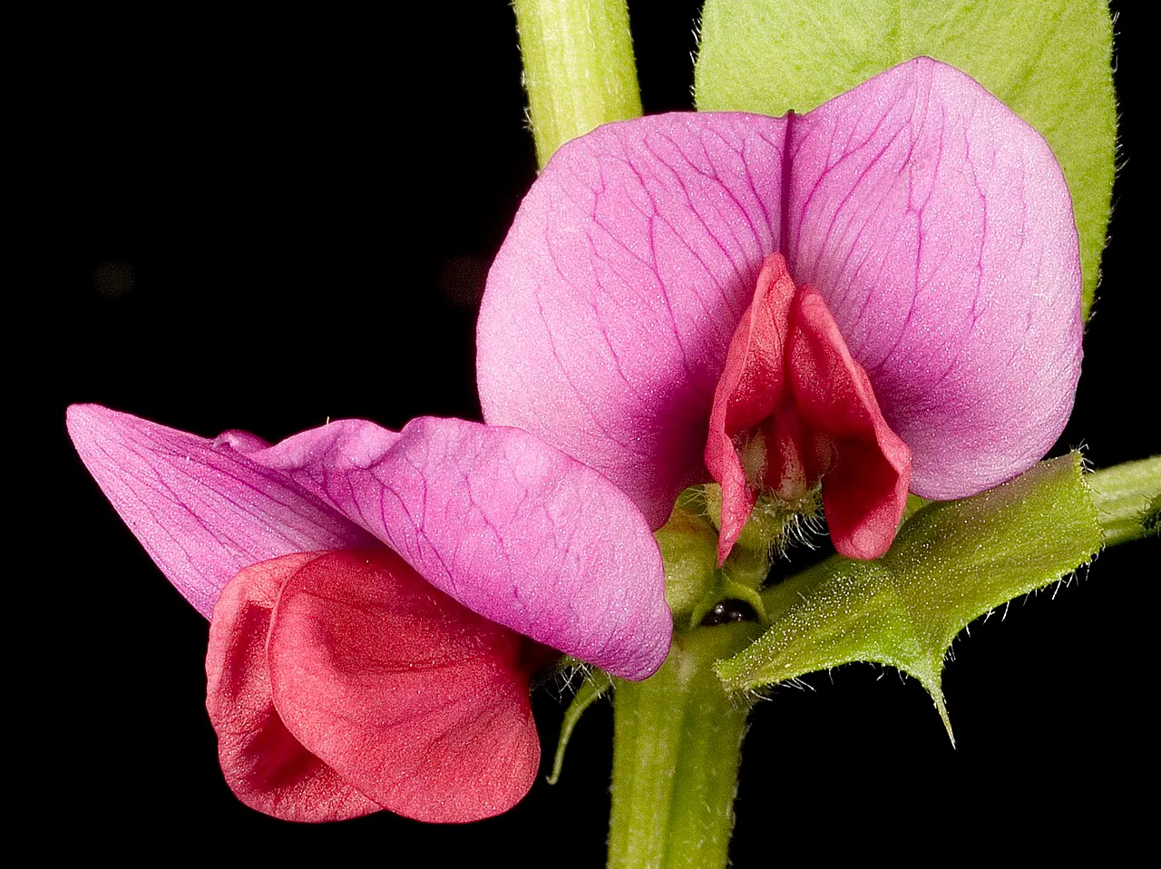 Garden Vetch (subsp. sativa) — photo by Kevin Thiele from Perth, Australia