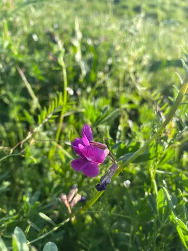 Garden Vetch — photo by squid02