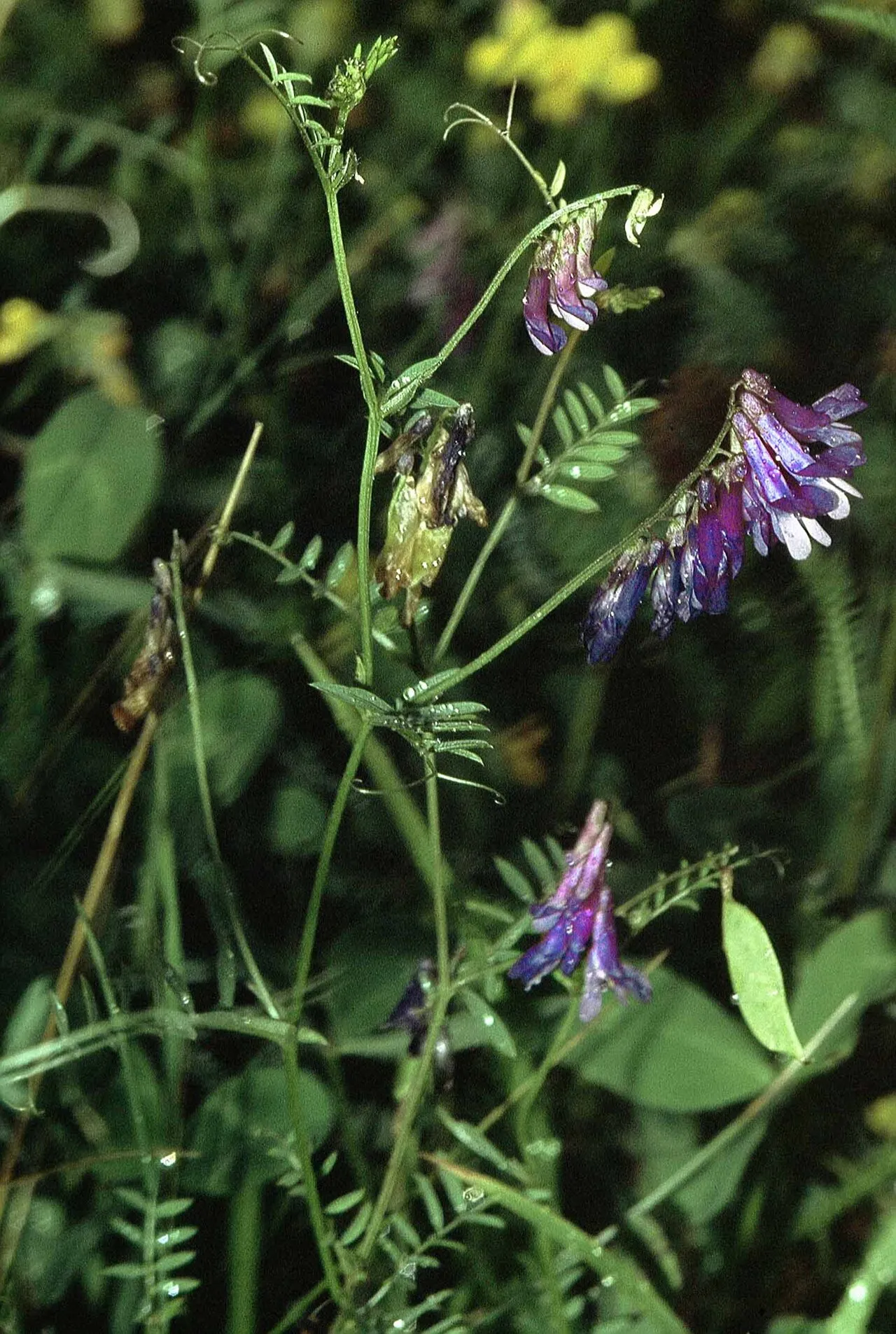 Winter Vetch (subsp. varia) — photo by Wikimedia Commons