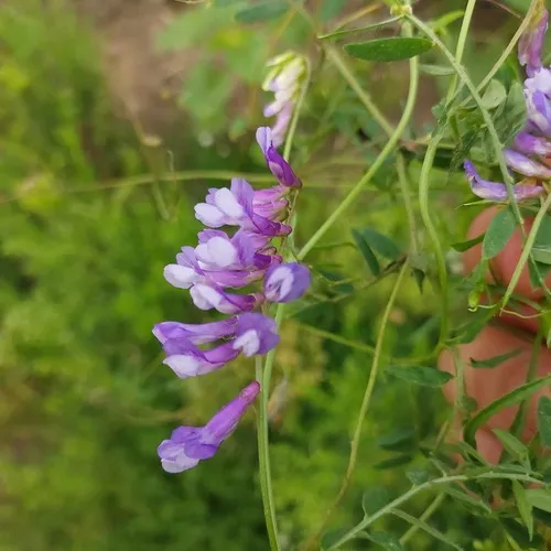 Winter Vetch (subsp. pseudocracca) — photo by Alexander Baransky