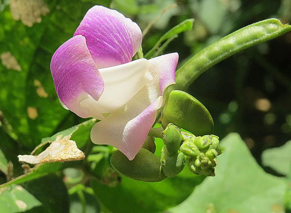 Wild Pea — photo by Dick Culbert from Gibsons, B.C., Canada