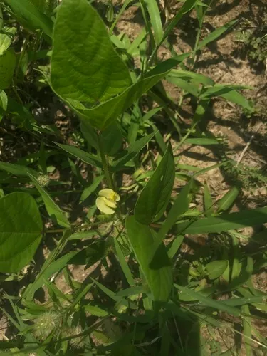 Adzuki Bean — photo by bingoloafer