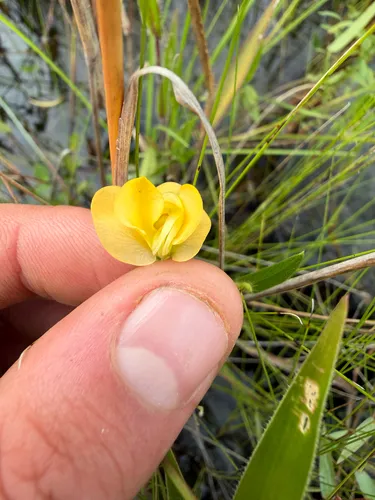 Longleaf Cowpea