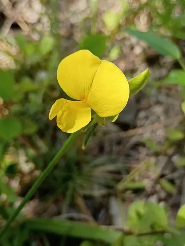 Hairypod Cowpea