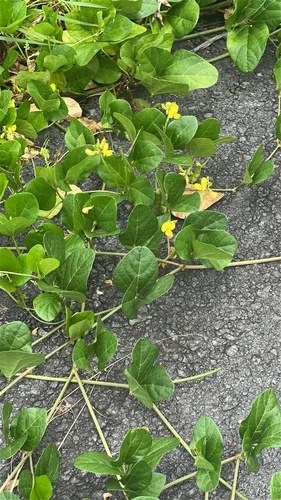 Notched Cowpea