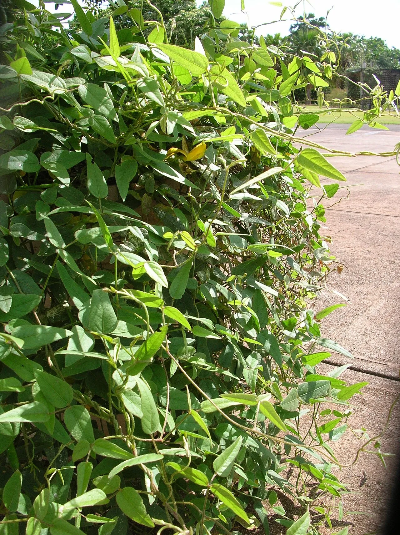 Oahu Cowpea