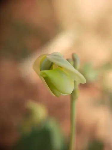 Mung Bean — photo by Om prakash
