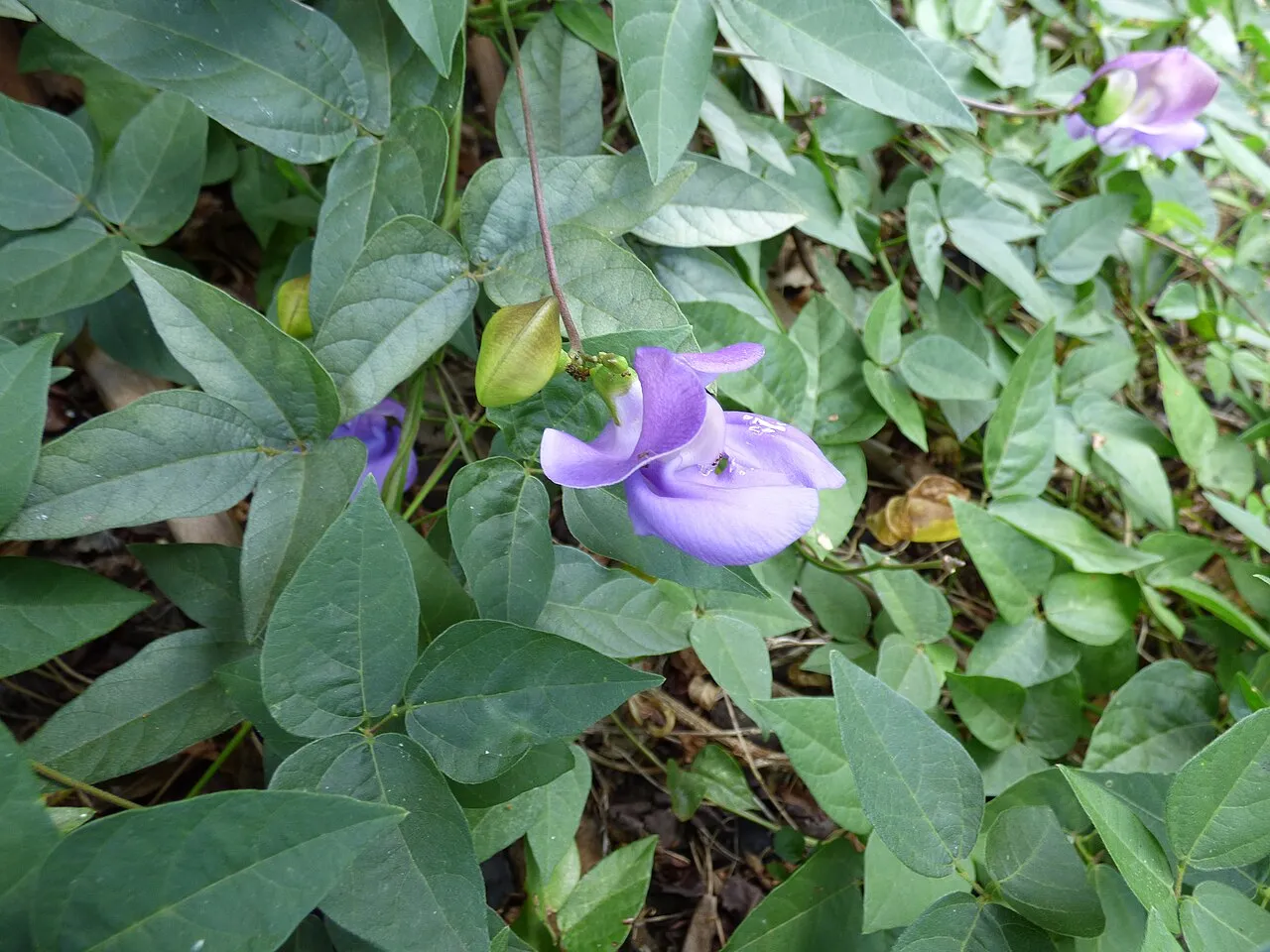 Wondering Cowpea — photo by Forest and Kim Starr