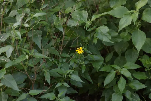 Toothleaf Goldeneye